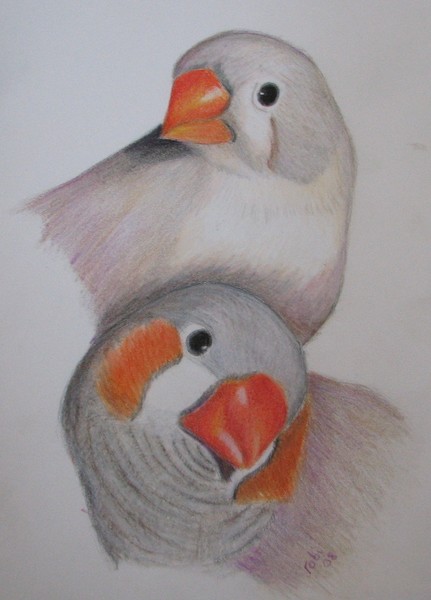 Curious Finches 