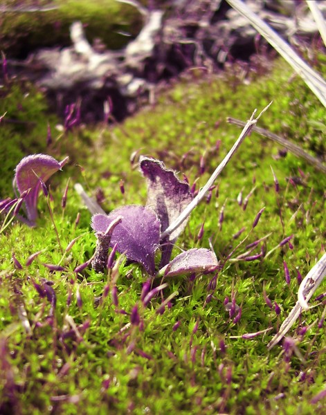 Friend of Moss