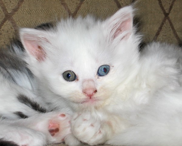 Kitten Innocence 