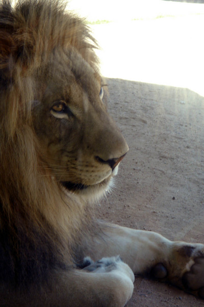 Lion