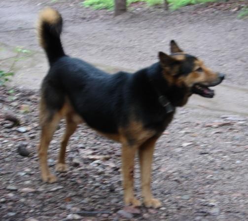 Our Dog Hopper