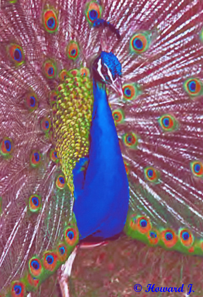 Peacock