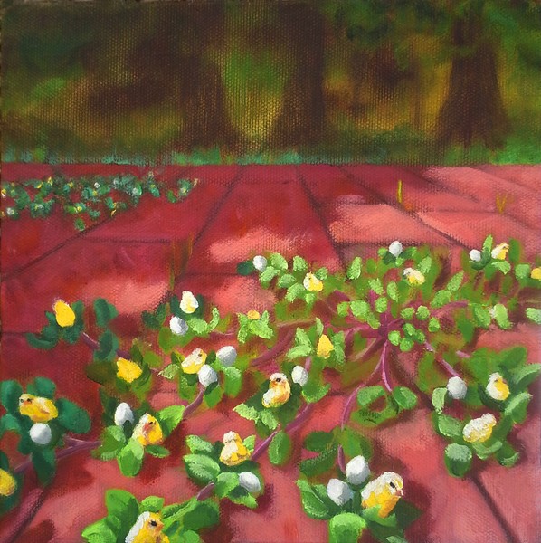 Study for Uncommon Chickweed