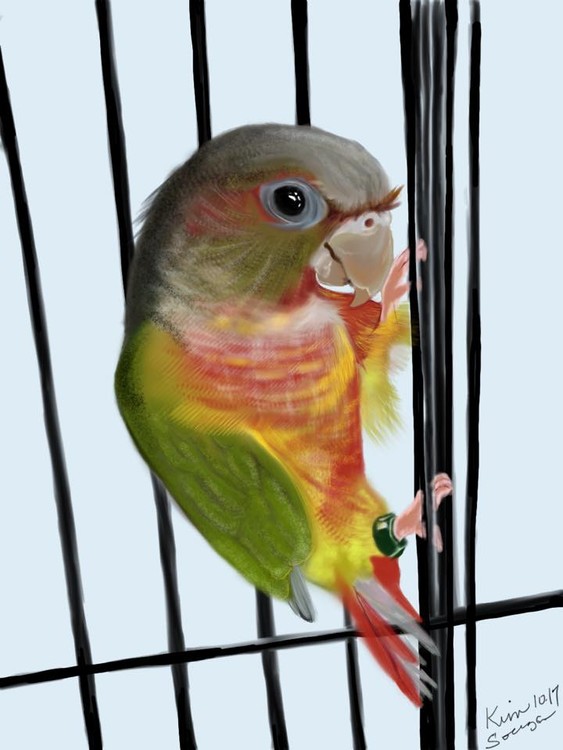 Paulettes Bird