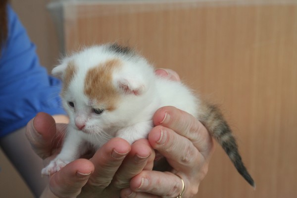 kitten 1