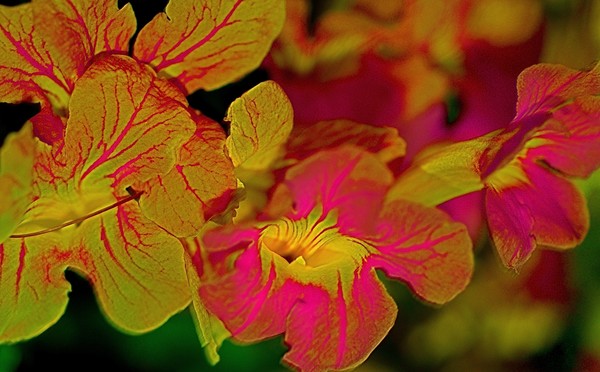 Soul Blossoms
