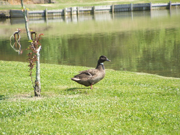 LONLEY LITTLE DUCKLING