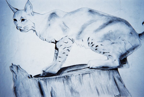 Bobcat