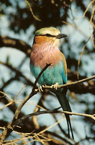 Lilac Breasted Roller