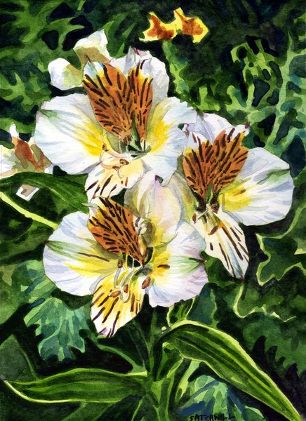 White and Gold Alstroemeria