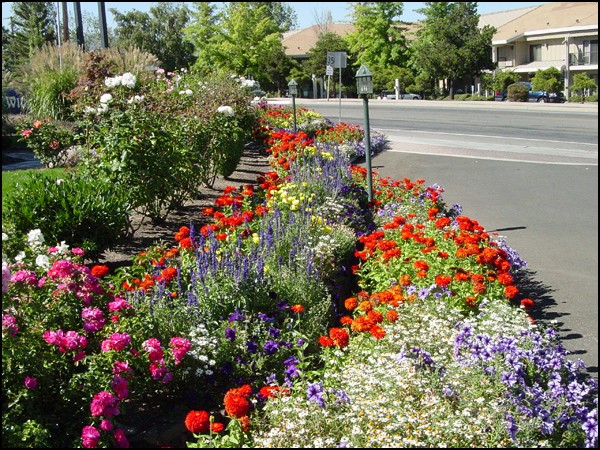 Streetside Garden