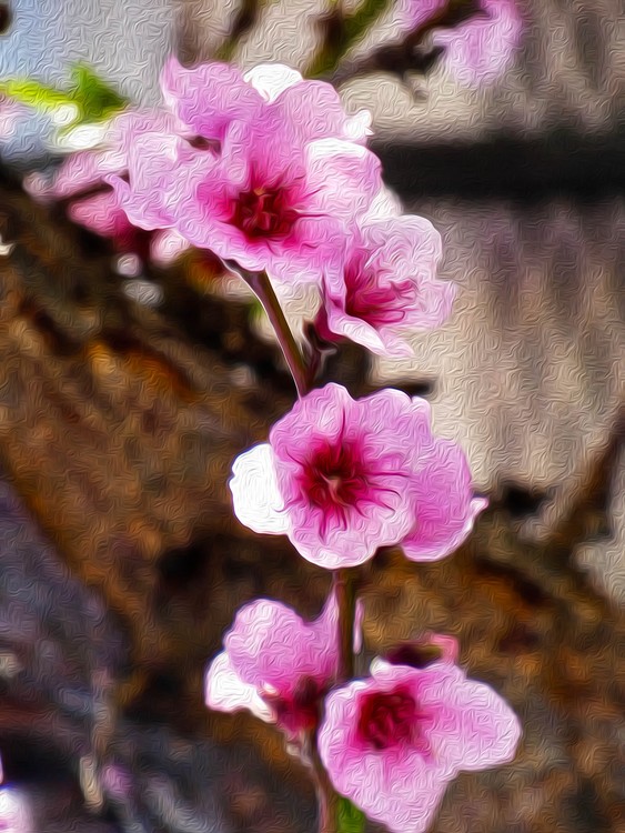 Branch of Cherry