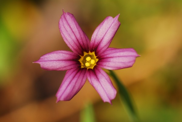 flower1