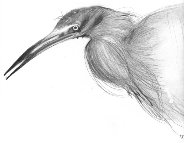 Florida wading bird