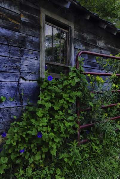 Morning glories on barn