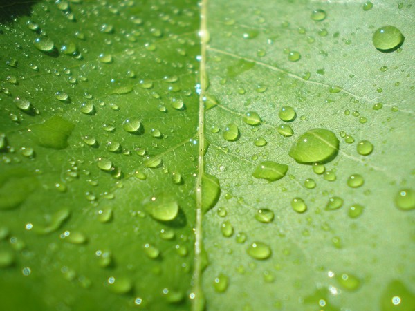 Leaf