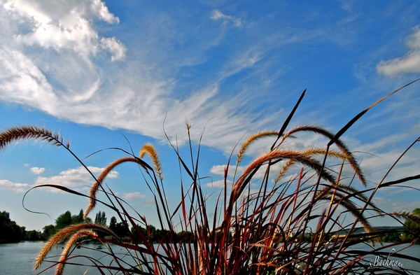 Straws and sky in France !