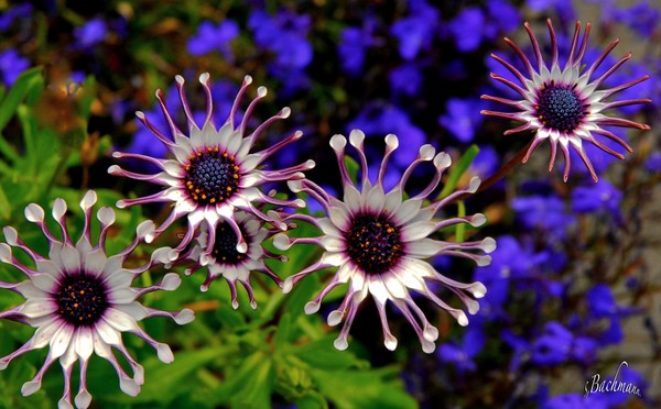 Zinnias !