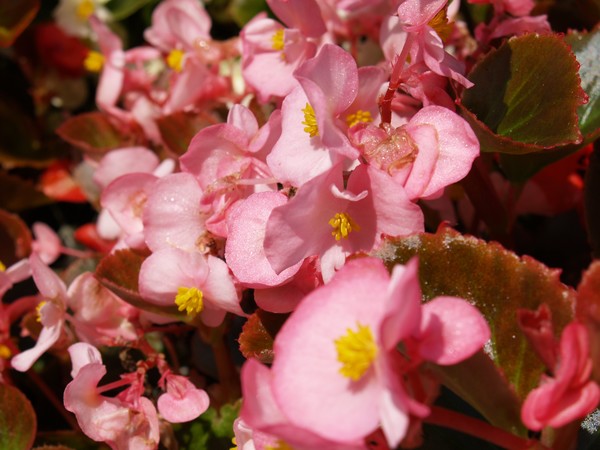 Pink Passion