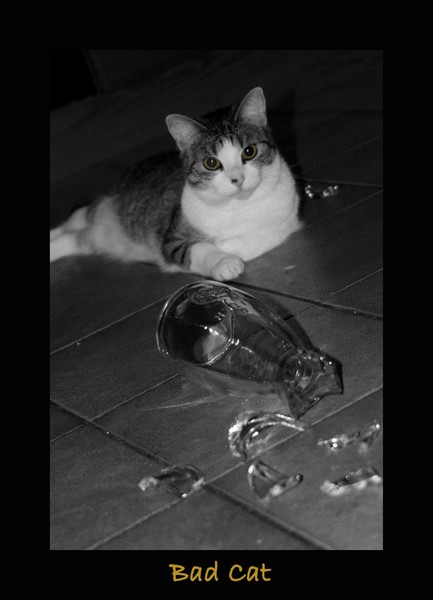 Bad green eyed cat in the morning... 