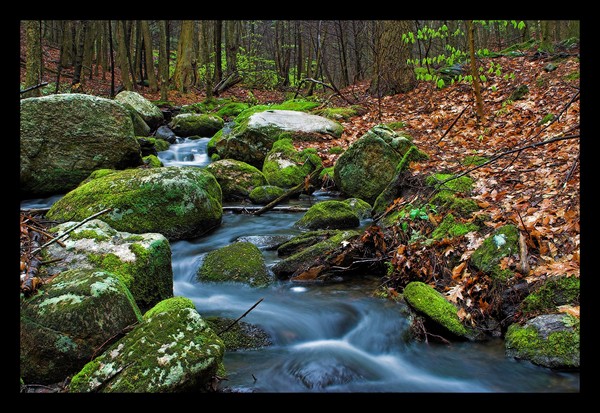 water and moss