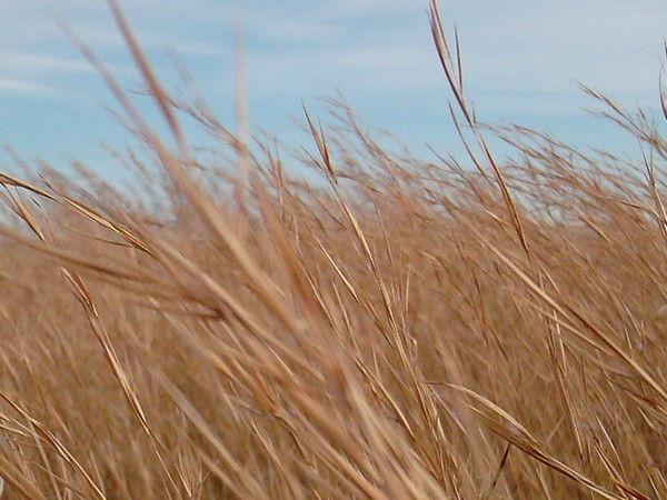 Touched by the Wind