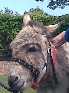 Poitou Donkey - swweeettt