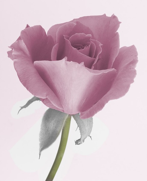 Dream Of A Paper Rose