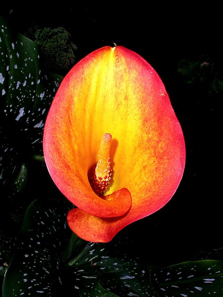 Calla Flame