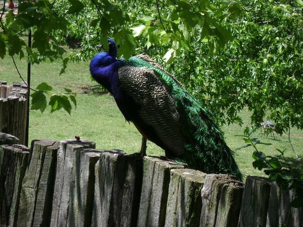 Zoo