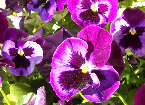 Purple Pansies