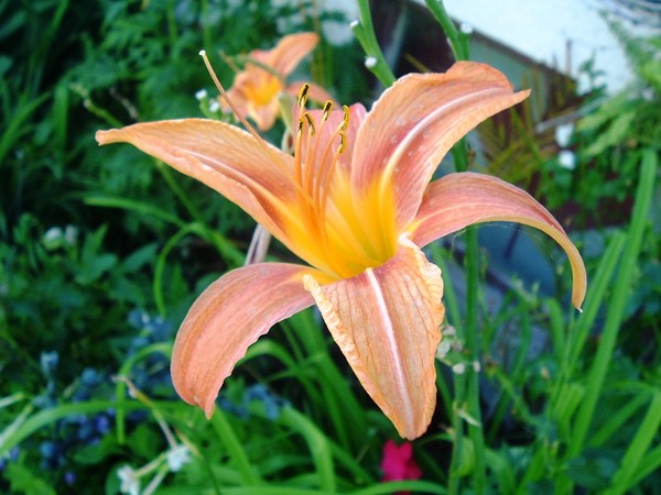 Pale Pink Lily