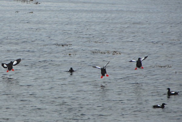 Puffins in the air, Vigur Island,Iceland