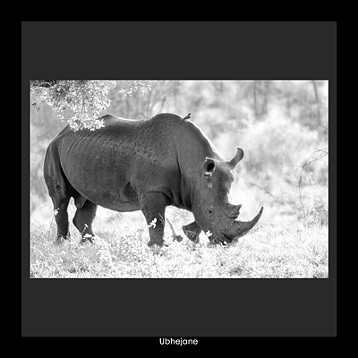 Ubhejane / White Rhino