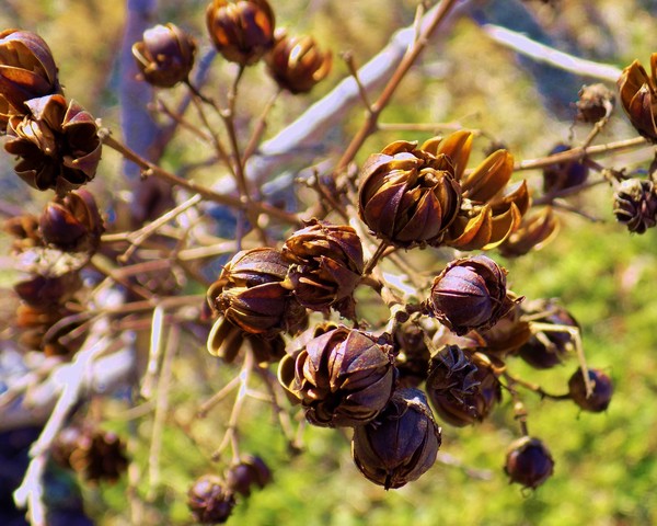 Seeds for sping