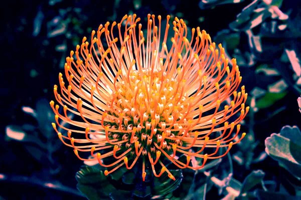 Sunburst