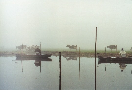 Foggy Fish