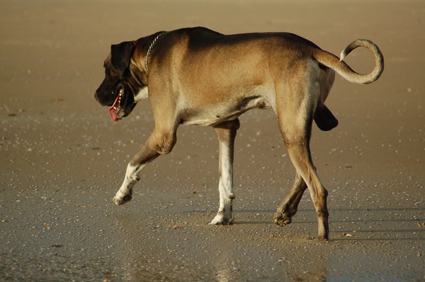 Dog on the beach