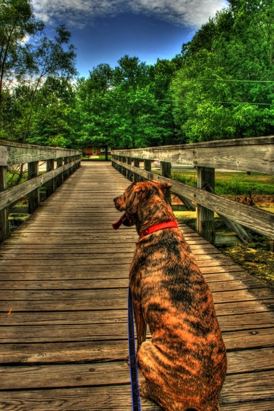 Bo Waiting for Mom