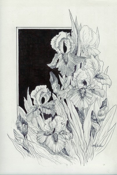 Iris