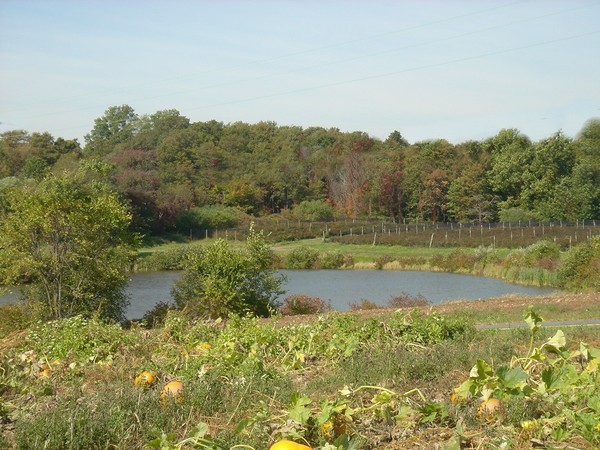 Field of Pumpkins