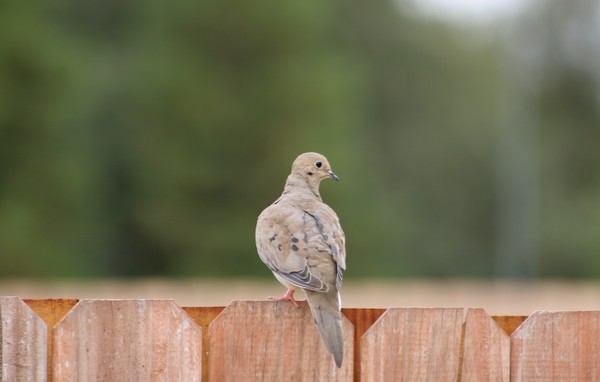 Dove scoping out his meal