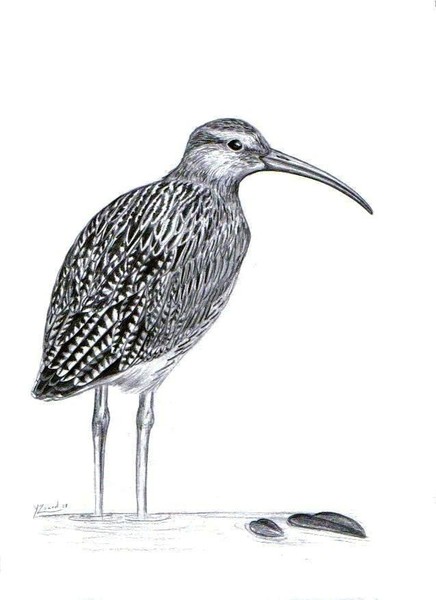 Eurasian curlew