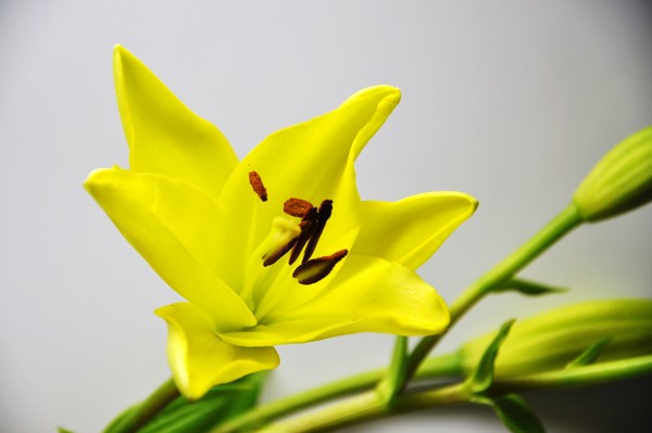 yellow in white