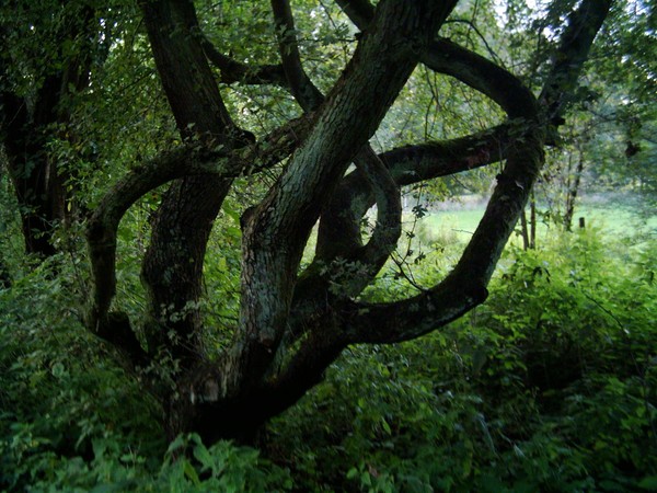 Fairy Tree