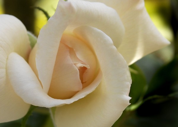 First Blush