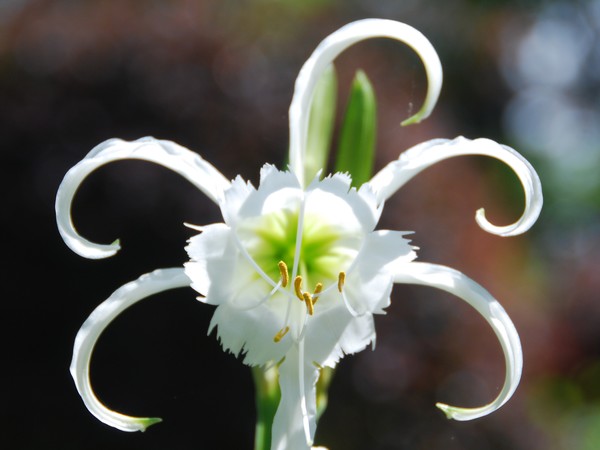 Lilly
