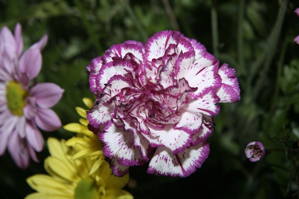 Purple and White