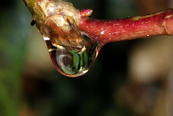 TEAR DROP