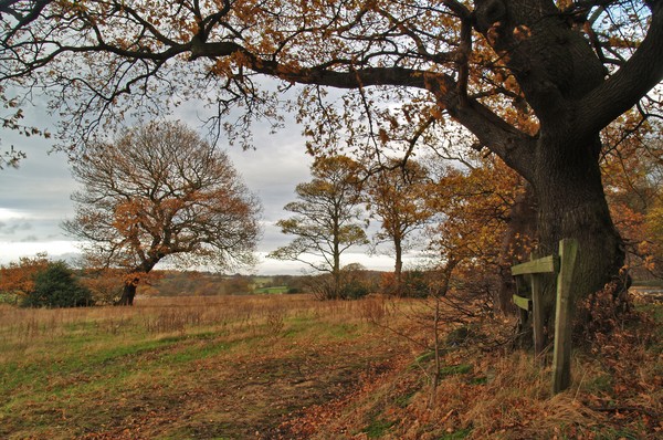 Adel Autumn